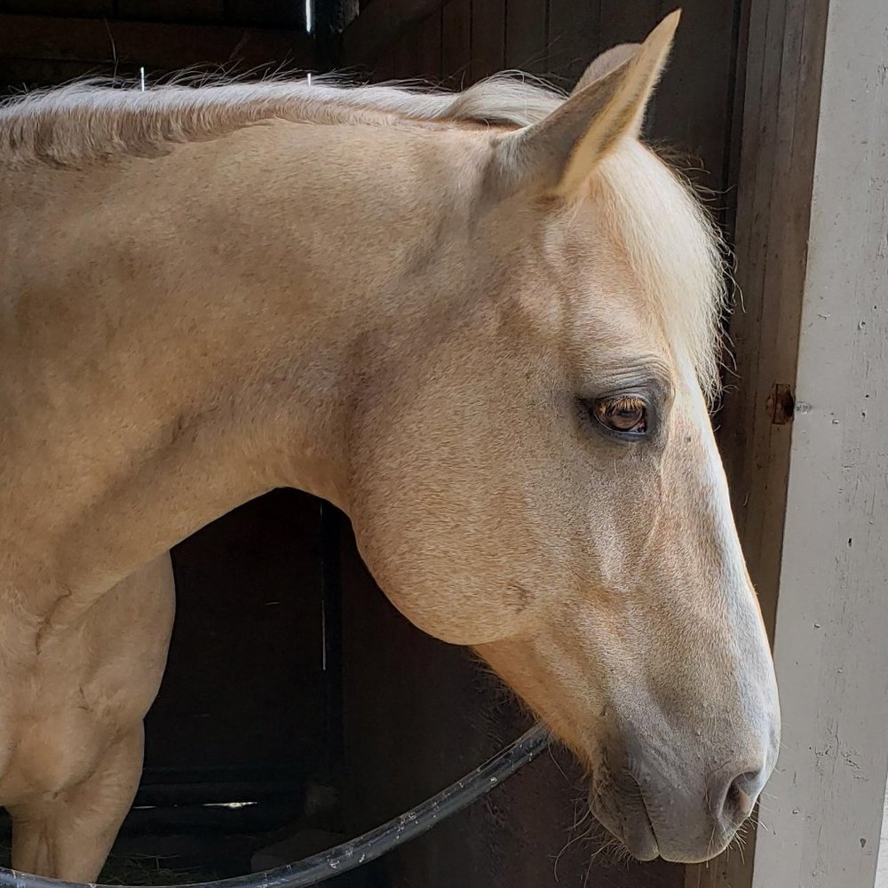 Meet your Posher, Penny